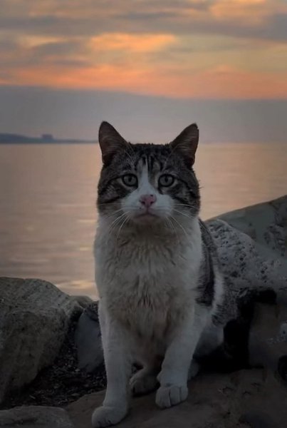 :) Идешь по улице и замечаешь потрепанную серую кошку, а она замечает, что ты ее заметил. Ты ...