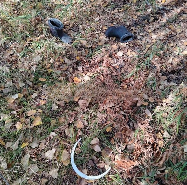 На Сахалине медведица съела женщину, собиравшую ягоды. Две местные жительницы пошли в лес. На пути ... - 3