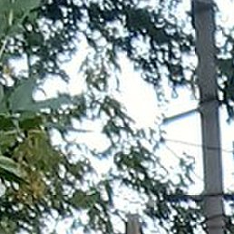 ��������, ������, 55 ���