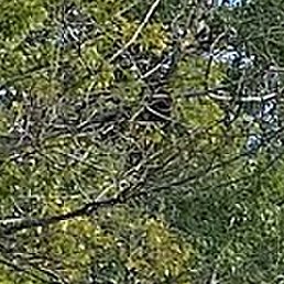 ������, ������, 40 ���