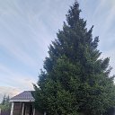 ���� �������, ������, 39 ��� - ��������� 11 ������� 2025 � ������ ���� ����������