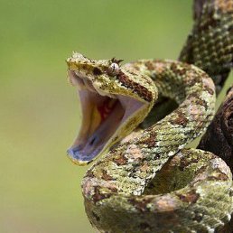 ����, �������, 47 ���