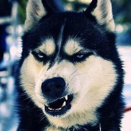 ����, ������-��-����, 25 ���