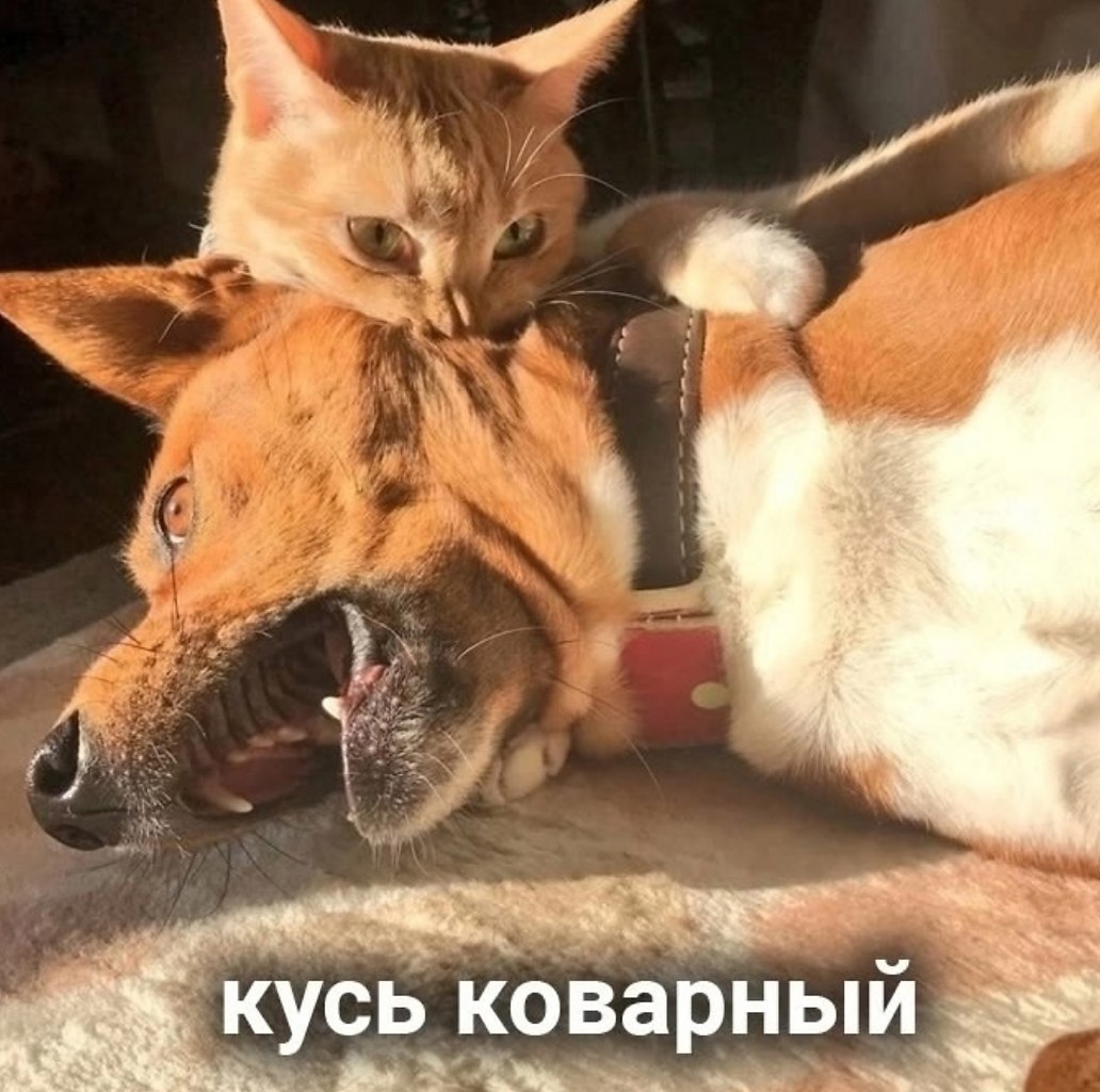 Все кусь прекрасны - 5