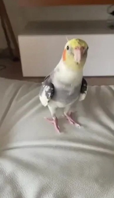     , 