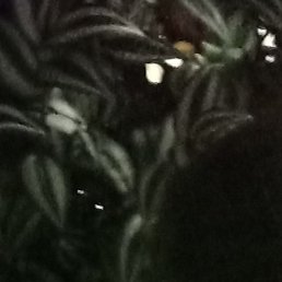 �����, �������, 46 ���