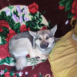 ���, ������, 66 ���