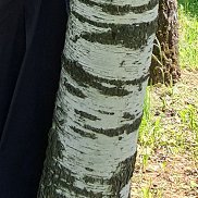 Larisa, 61 год, Сыктывкар Larisa, 61 год, Сыктывкар