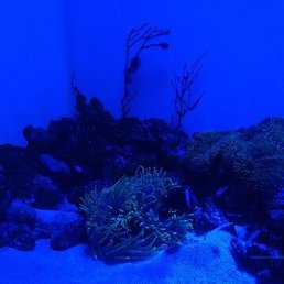 ������, �����������, 58 ���