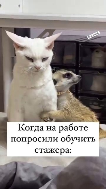       !)