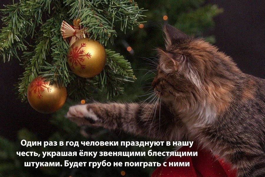    - 11  2025  12:31