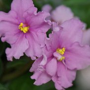 �������, 52 ����, �����������