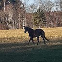 ���� �������, �����-���������, 71 ��� - ��������� 17 ���� 2025 � ������ ���� ����������