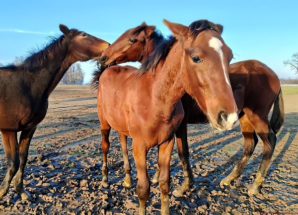 apo a paccee. op ea opeoa