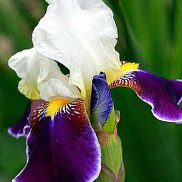 �����, 62 ����, ������