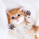���� �����, �������������-����������, 49 ��� - ��������� 15 ������ 2024 � ������ ���� ����������