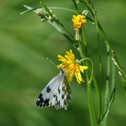  Sergey, , 56  -  13  2025