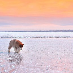 �����, �������, 38 ���