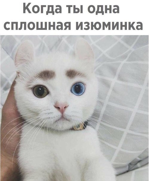 ? ,  ! - 24  2024  12:41