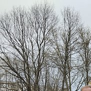 , 55 , 
