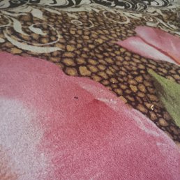 Parkash, ����, 25 ���