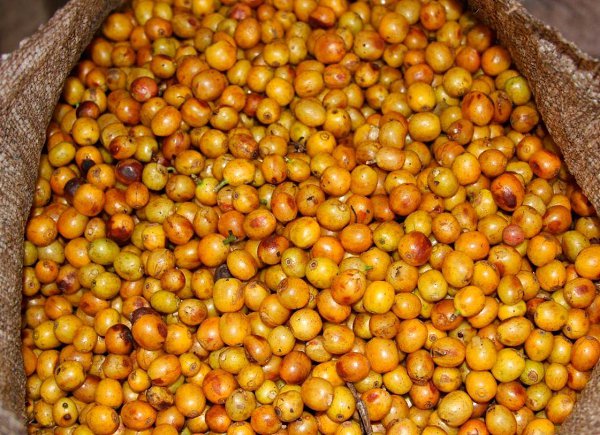 Жёлтый кофе: кофе, который удивляет.А вы знали, что у кофе могут быть не классические красные, а ...