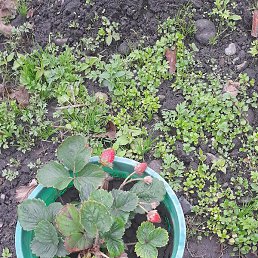 �����, ������, 44 ����