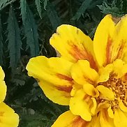 �����, 63 ����, ������