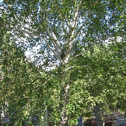 ����� ������� ������� ������, ������