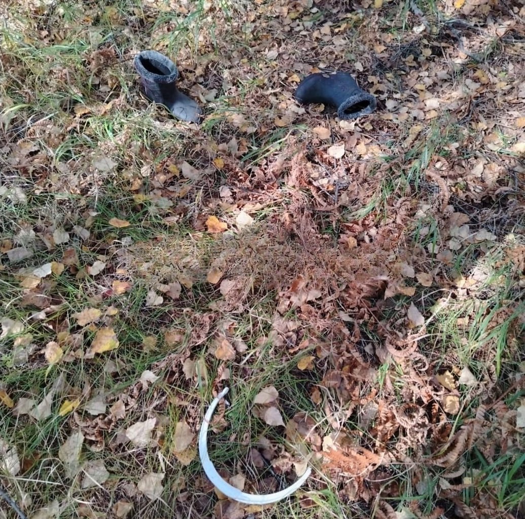 На Сахалине медведица съела женщину, собиравшую ягоды. Две местные жительницы пошли в лес. На пути ... - 3