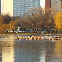 ������, ������, 77 ���