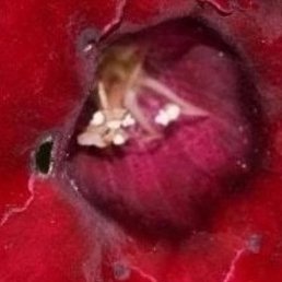 ����, �����-���������, 37 ���