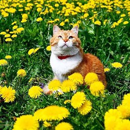 �����, ���������