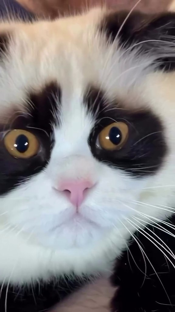 ����� 17 pro max