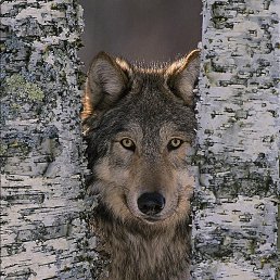 �������, �����������, 53 ����