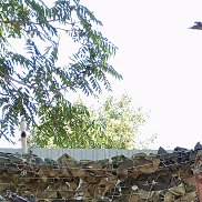 �������, 50 ���, ��������