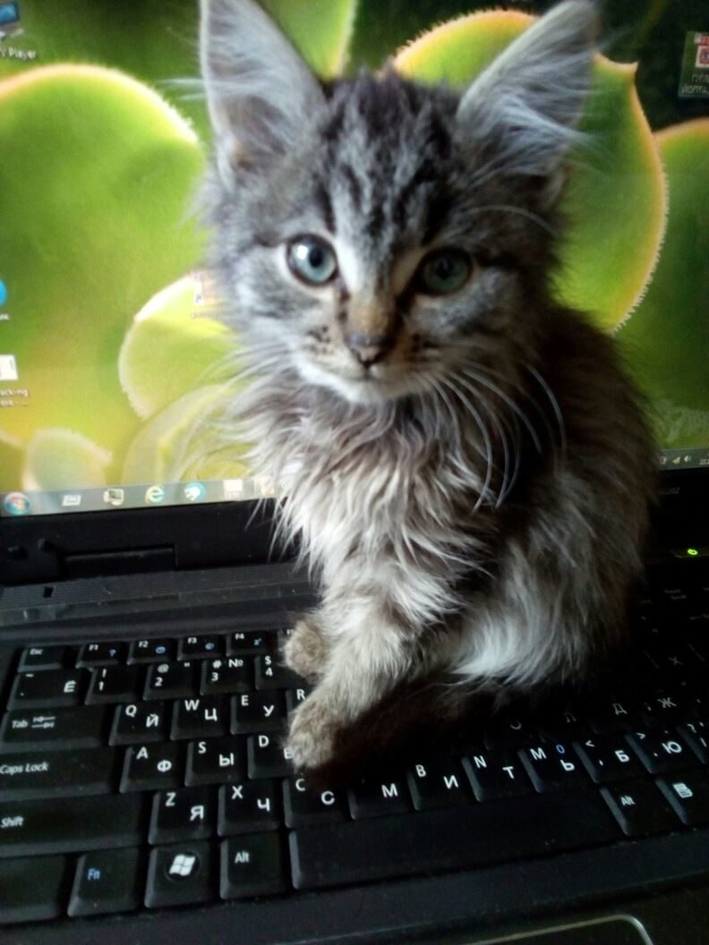 Cytotoxin - 16  2025  18:35