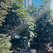 �����, 37 ���, ������