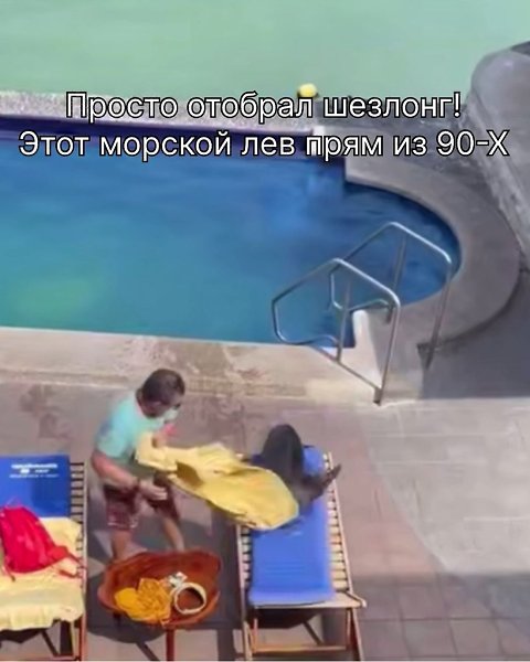 Морскому льву тоже нужен отдых, сегодня он выбрал бассейн и шезлонги.Ему абсолютно все равно, какие ... - 2