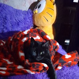 ������, ������