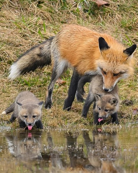 Фотограф Карл Рамсделл запечатлел в кадре едва уловимые мгновения лисьей ласки — трогательные, ... - 5