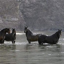 ����, ������������, 38 ���