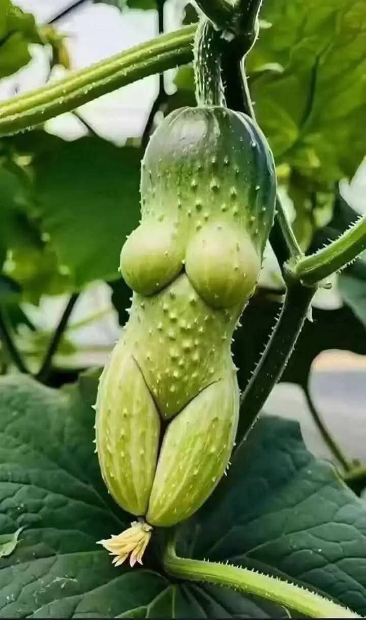 ������� ������ ������