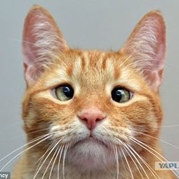 �������, ������ ��������, 41 ���