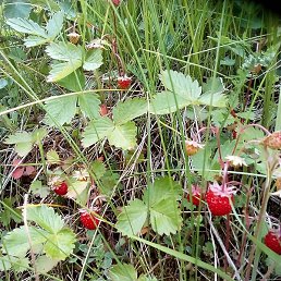 ����, ������������