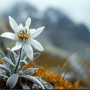 ���� Edelweiss, ������, 49 ��� - ��������� 8 ������� 2026 � ������ ���� ����������