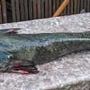 ���� ������, ������, 43 ���� - ��������� 2 ������ 2026 � ������ ���� ����������