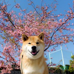 �����, ������, 27 ���