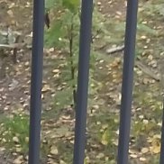 �������, 42 ����, ���������