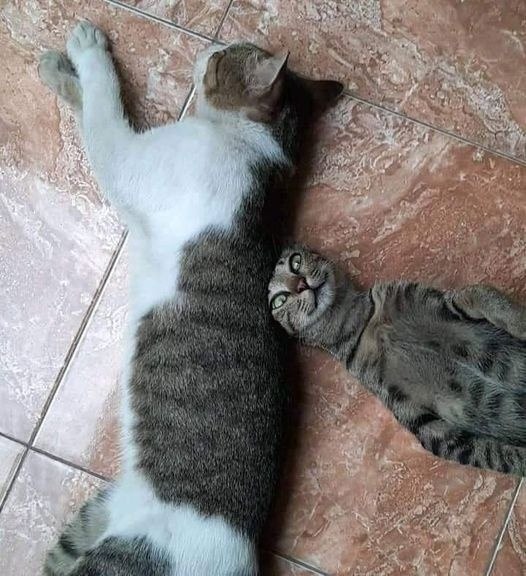    .    .